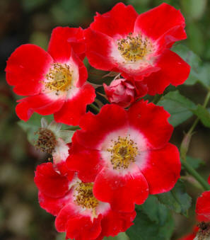 Rose Eye Paint - showing the typical five petals of a single rose.